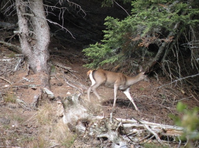 PASSIONE PER IL CERVO
